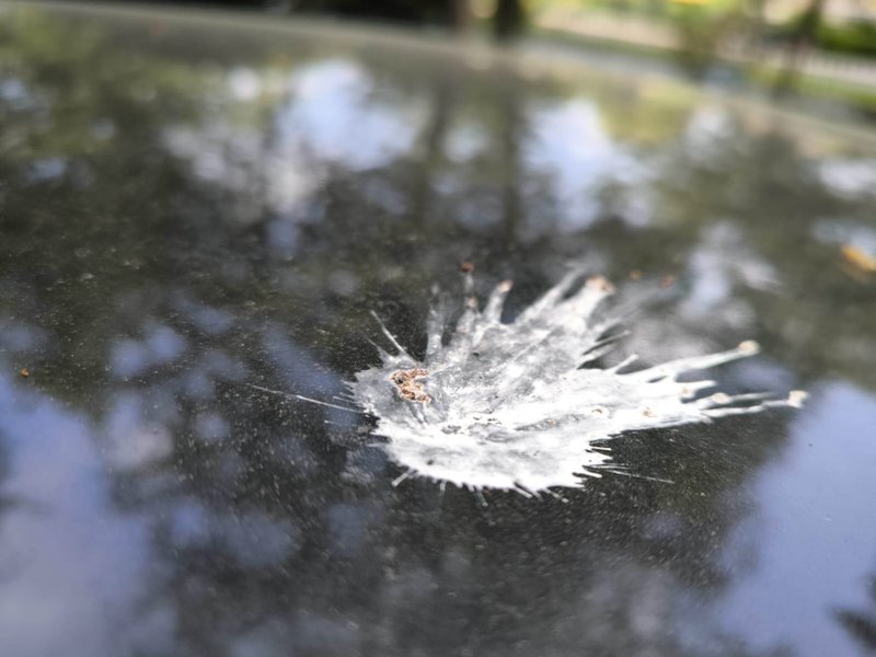 vogelkot-lackschaden-vermeiden.jpg Bild vogelkot-lackschaden-vermeiden.jpg